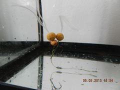 rig& baits !!